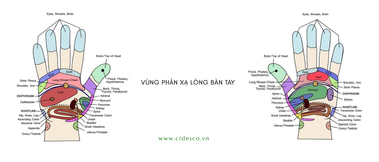 phan xa hoc ban chan 33